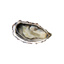 Oysters Fine de Claire Large n°2 Fabrice Tessier | Box w/48pcs