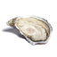 Oysters Fine de Claire Medium n°3 Fabrice Tessier | Box w/12pcs