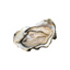 Oysters Perles n°3  Parcs De L'Imperatrice | Box w/50pcs 