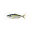 Whole Amberjack Size 3 Kingfish 1-3kg | per kg