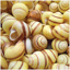 Snails Shells Nomade des Jardins | Box w/100pcs